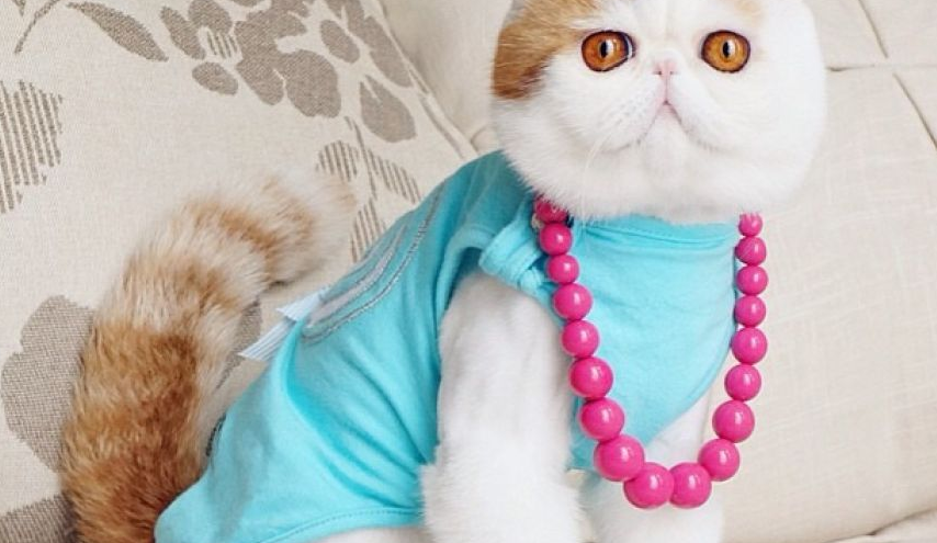 Snoopybabe Le Chat Qui Fait Fureur Au Japon Remplace Grumpy Cat Videos Mdr
