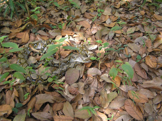 serpent-cache-camouflage-retrouver-animal-dans-photo-paysage-foret