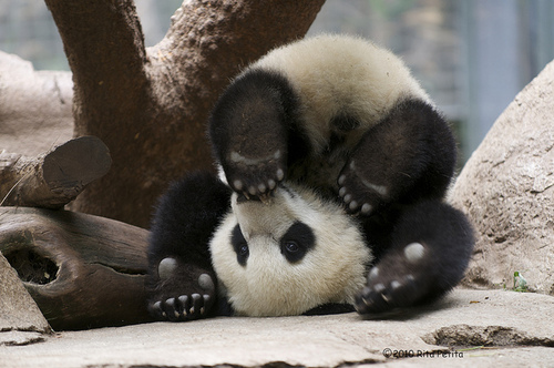 Trop mignon : un panda du zoo de Toronto chute dans la 