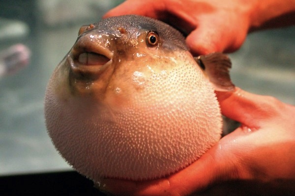 technique defense survie du poisson globe puffer fish gonfle comme un ballon impressionnant