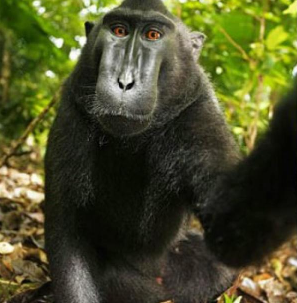 selfie-d-un-singe-fait-le-buzz-declenche-une-bataille-droits-auteur-2