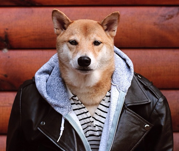 Bodhi-chien-mannequin-qui-porte-des-vetements-costumes-homme-chic-instagram-3