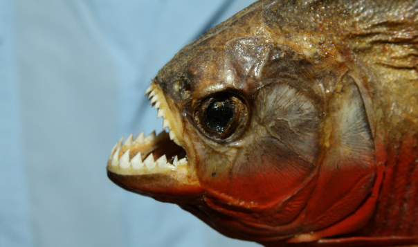 flippant-il-se-baigne-dans-piscine-pleine-de-piranhas-affames-horrible-dangereux-carnivore-2