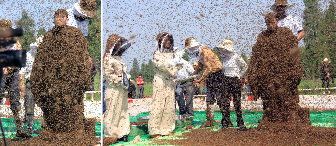 Un chinois s'est fait recouvrir de plus de 600 000 abeilles pour battre un record du monde