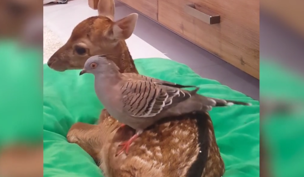 Bebe Cerf Faon Bambi Ami Oiseau Pigeon Huppe Insolite Mignon Videos Mdr