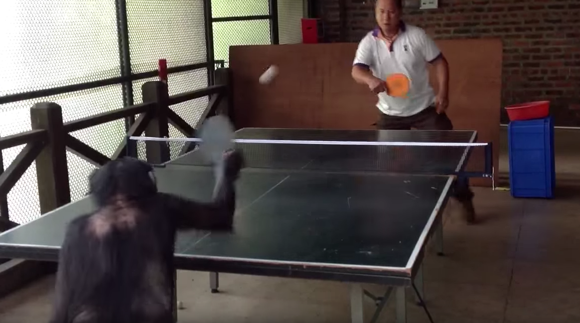 singe joue au tennis de table