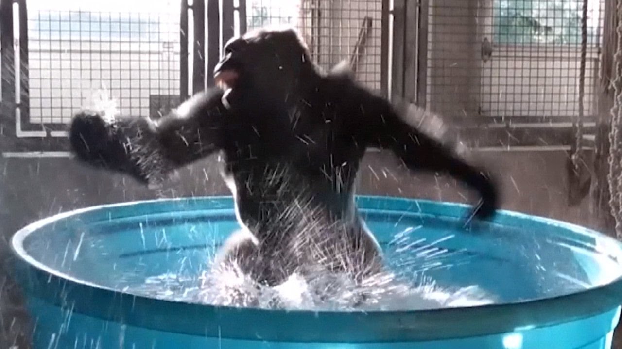 Ce gorille s'éclate dans une piscine et danse comme dans une comédie