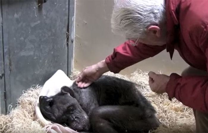 Jan-Van-Hooff-rend-une-visite-a-son-chimpanze-agee-de-9-ans-sur-le-point-de-mourir